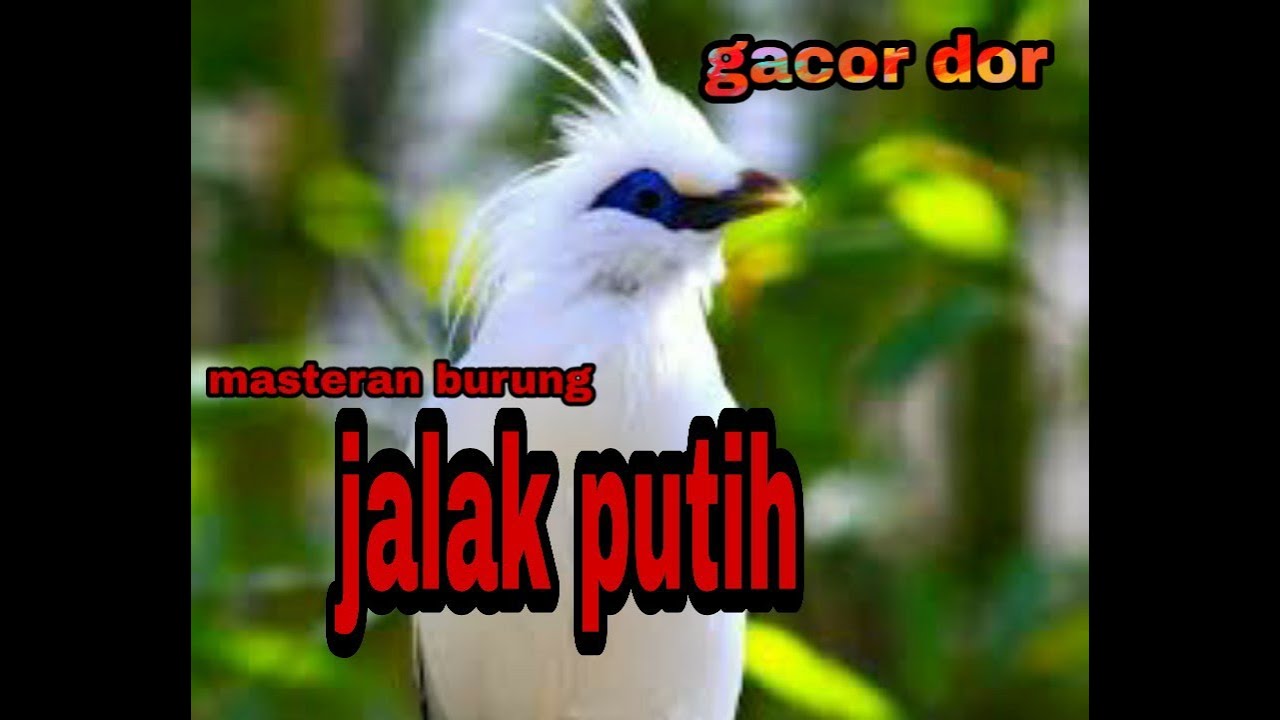 Suara burung jalak putih / jalak bali.  Cocok buat masteran / pancingan.  100% ampuh