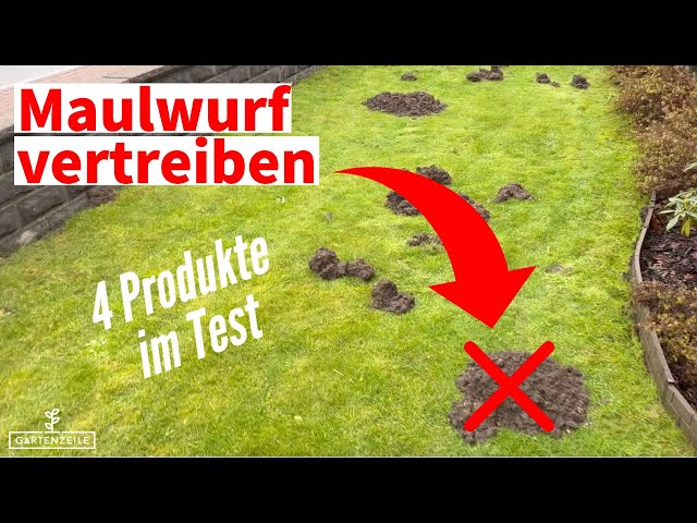 Maulwürfe vertreiben - 4 Produkte im Test (Karbid, Maulwurfschreck,  Lebendfalle) 