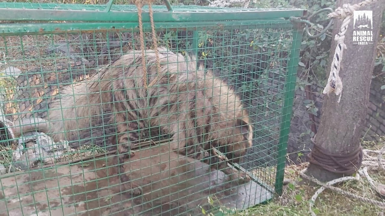 Indian Striped Hyena Rescued From Well | Nashik Forest Department | Animal Rescue India 