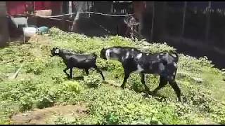 Padrote Nubia Puro Propietario Leonardo Colon