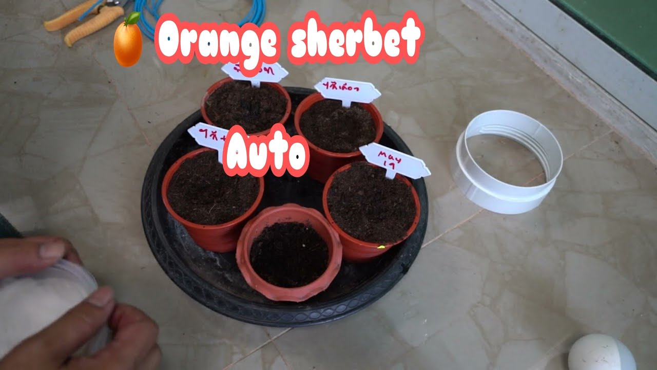 Orange sherbet Auto ลงดินแล้ว