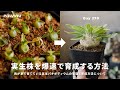実生パキポディウムを爆速で育成する方法。何に着目したかどう改善したか全部お話しします。｜パキポディウム｜塊根植物｜実生｜Pachypodium