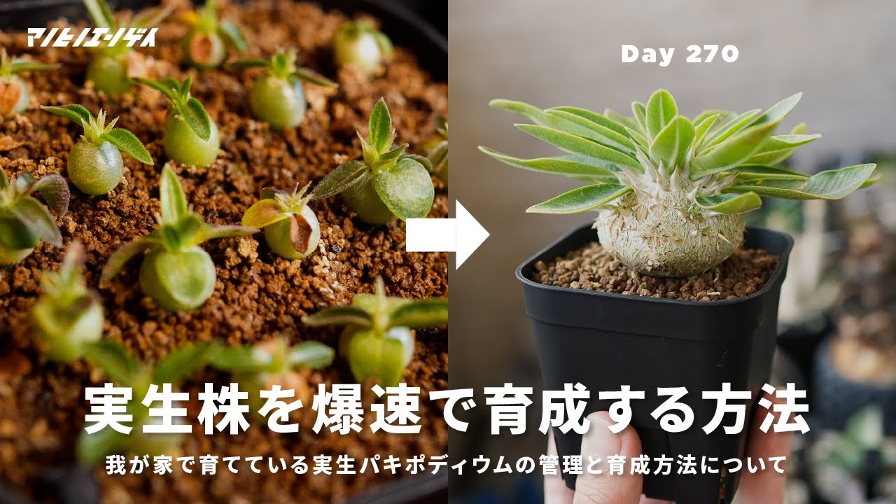 【希少】実生グラキリス　５株セット no.1 Yahoo!オークション - パキポディウム グラキリス 実生一年 #20 大苗