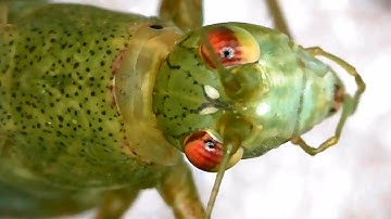 Heve you eve seen a green grasshopper up close  under a microscope?| insects under a microscope