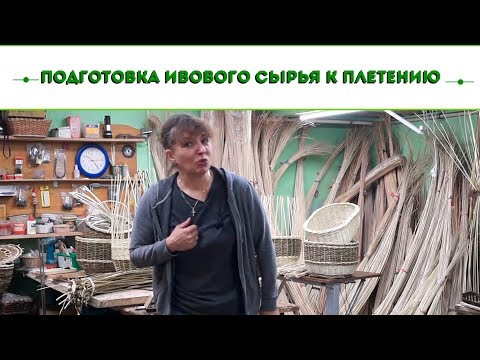 Русская ива. Видео обзор. Подготовка ивового сырья к плетению.