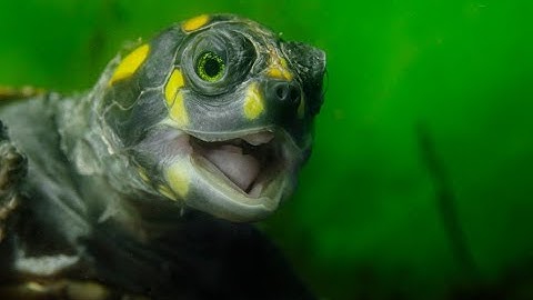 Ruver Bandeira mergulha em cores e coloca Bonito no topo da fotografia mundial