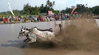 Pacu jawi  .special  - 87 \u0026 BULAN - (cow racing)