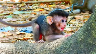 The monkey lives happily because he is young and does not know anything.​This is a crab​ monkey .