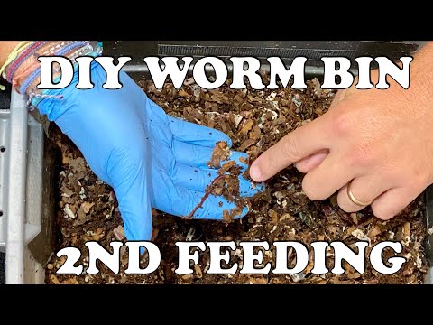 How Much to Feed a New Worm Bin & What I Look For Early On In My Red Wiggler DIY Worm Bin Worm Farm