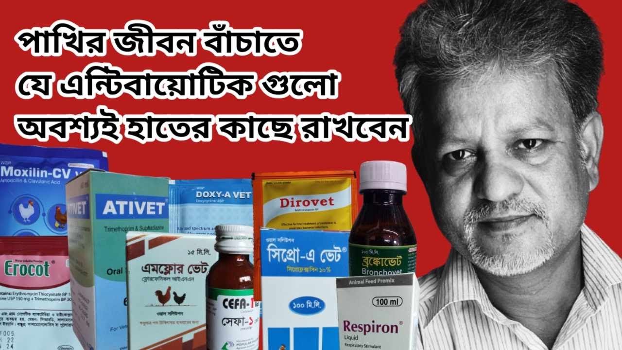 পাখির জীবন বাচাঁতে যে এন্টিবায়োটিক গুলো অবশ্যই হাতের কাছে রাখবেন । Important Antibiotic For Birds I