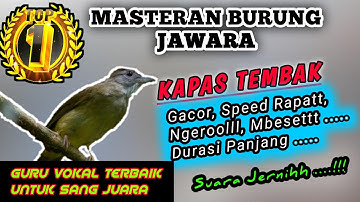 KAPAS TEMBAK GACORR - Top Mastering Murai Batu Dan Semua Jenis Burung Lombaaa Lainnyaaa