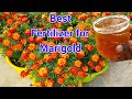 Marigold Best Fertilizer for more Flowers/Best Marigold Fertilizer