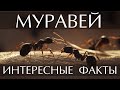 Муравей - интересные факты (Фото, Видео)