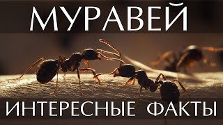 Муравей - интересные факты (Фото, Видео)