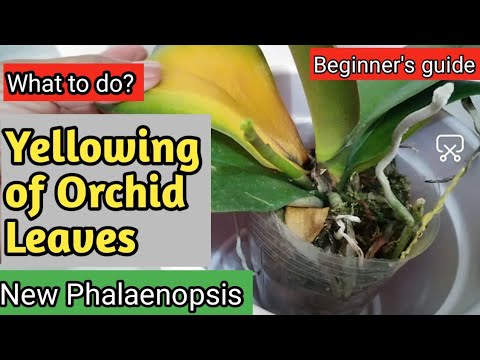 Video: Bakit Nawawala Ang Mga Orchid