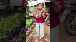Plant spring onions in front of the house