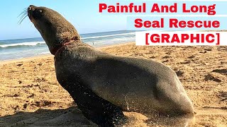 Painful And Long Seal Rescue [GRAPHIC]