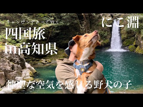 キャンピングカーで四国旅！高知県のにこ淵で神聖な空気を感じる野犬の子たち