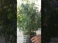 Vạn thọ sau tết
