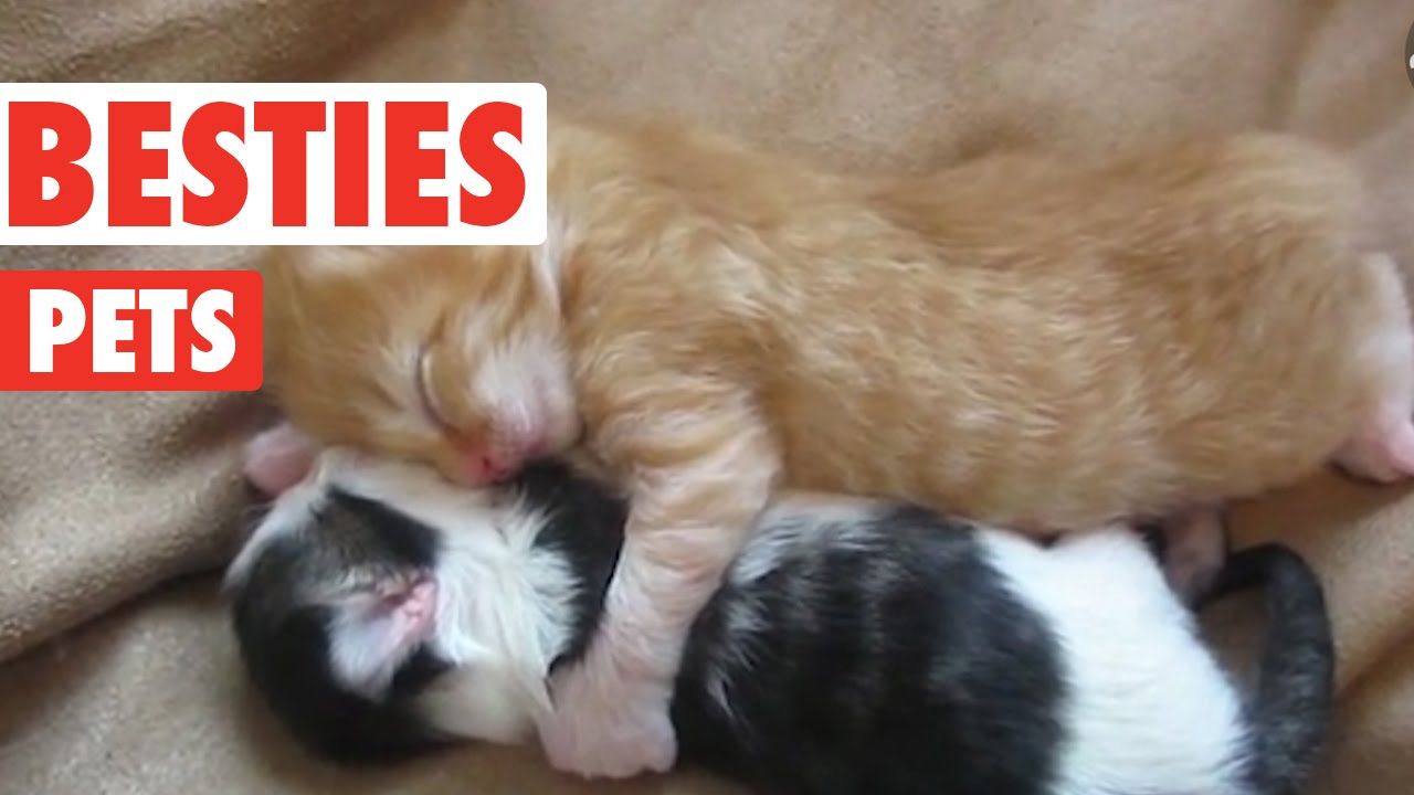 parody or satire Adorable BFF Pets Compilation 2016