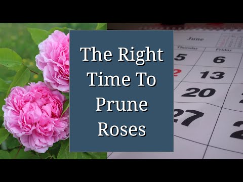 Video: Pros and cons of autumn rose pruning