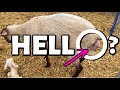 Say HELLO to my little friend(s). 😳| EWE ain't see nothin' yet...🐑| Summer Lambing 2021 | Vlog 462