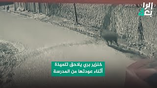 خنزير بري يلاحق تلميذة أثناء عودتها من المدرسة في قضاء تلعفر بمحافظة نينوى
