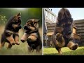 Only gsd can make us happy and laugh  funny and cute german shepherd puppys compilation