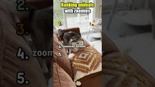 zoomies, the incarnation of funny chaos