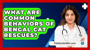 What Are Common Behaviors Of Bengal Cat Rescues? - PetGuide360.com