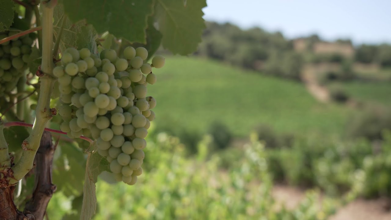 Tra i vigneti di Sorgono: Dario Nonne e Francesca Arberi | PIC Progetti in Cammino - GAL BMG