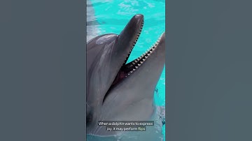 The Secret Language of Dolphins