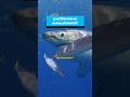 ¿Los tiburones realmente muerden los cables de internet? #tecnologia  #educacióndigital #futuretech