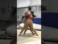 【女子会相撲No.6】女の子が相撲取っちゃいけませんか？ #女子相撲 #美女 #dance