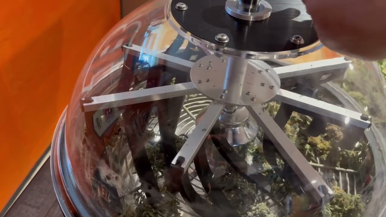 Growing weed mandarin cookies ￼V2 harvest dry weight