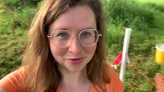 Wie Sieht Mein Melkstand Aus? Milchschafe Auf Der Wiese Melken