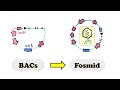F plasmid, BACs, Fosmid cloning vector - Fosmids are small BACs (Bacterial Artificial Chromosomes)
