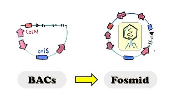 F plasmid, BACs, Fosmid cloning vector - Fosmids are small BACs (Bacterial Artificial Chromosomes)