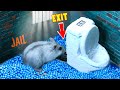 🐹🦂Scorpion maze with Traps hamster Police Pets🐹 in Hamster Stories