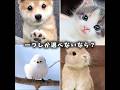一つしか選べないなら? #動物 #可愛い #癒し #犬 #猫