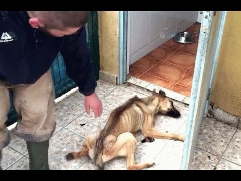 Videó: Ha kutyáknak is kellene itatni a tóvizet?