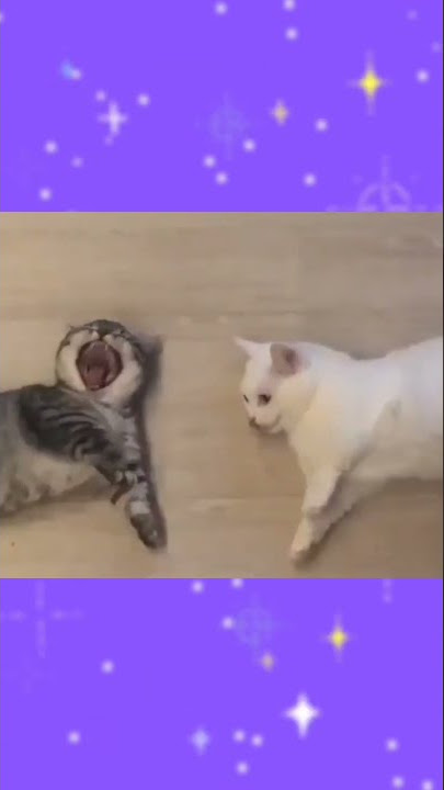 suara kucing menguap ngantuk#kucing #kucinglucu #cats #kitten #shorts #like #subscribe