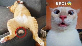 Try Not To Laugh 😂 Funniest Cats and Dogs 2023 😹🐶 Part 6