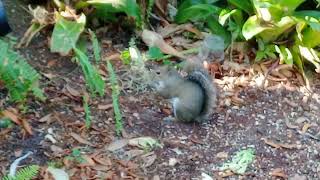 Crows vs Wild Turkey ? - Noisy Birds Today - Ted Escapes - Fun with Squirrels