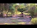 Safari au parc national de nyerere selous en tanzanie musique  the lion king medley  musicality