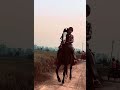 #horse #shonkpunjabde #punjab #jattlife