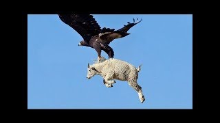 HEBOH..!!! Burung Elang Mampu Bawa Terbang KAMBING dan ANJING