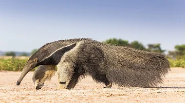 Qui mange le fourmilier ?