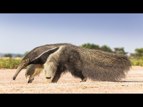 Ce tamanoir s&rsquo;enfile 30 000 insectes par jour - ZAPPING SAUVAGE