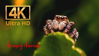 Spiders spinner #60 | Amazing Animals 4K | Beautiful music